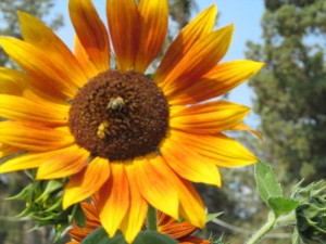 Bees are pollinating the center disc flowers