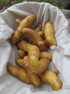 fingerlings