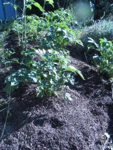 potato plant